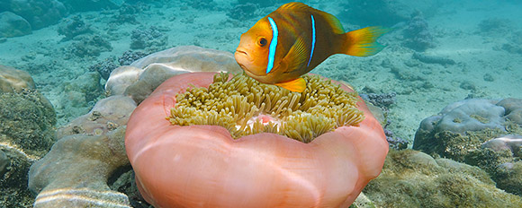 Entdecken Sie die Unterwasserwelt der Fiji Islands
