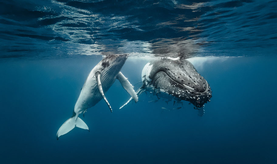 Mit Walfischen schwimmen in Tonga Buckelwale in Tonga beobachten