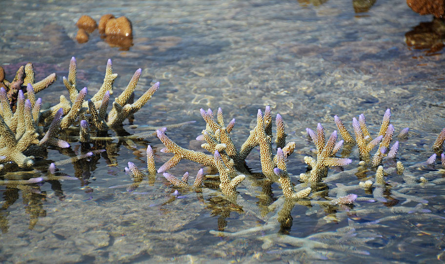 Farbige Korallen in Neukaledonien