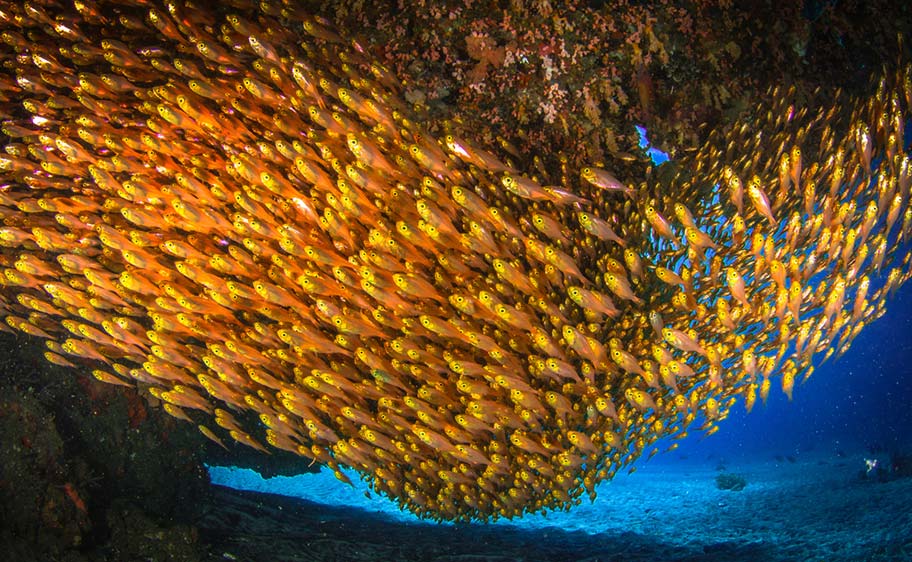 Tauchreisen Französisch Polynesien Fischschwarm Französisch Polynesien