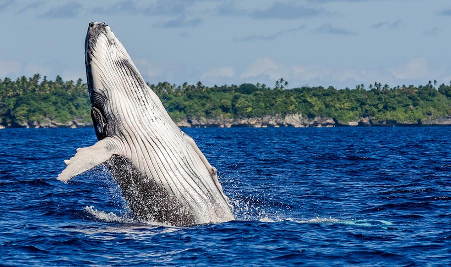 Junger Wal springt aus dem Wasser vor Küste von Tonga Junger Buckelwal vor der Küste von Tonga