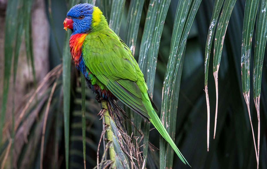 Vogel bunt Neukaledonien