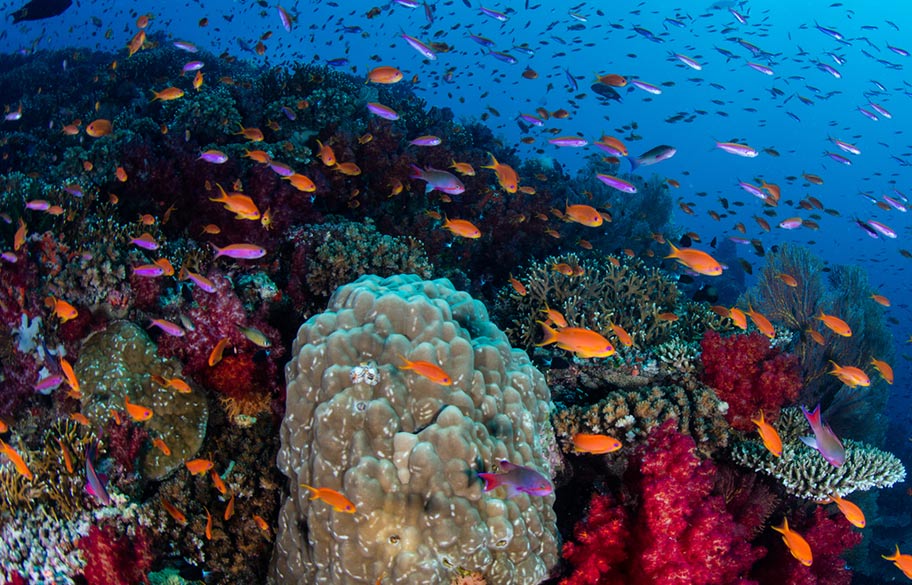 Tauchreisen auf Fidschi Fidschi Tauchen Fischschwarm
