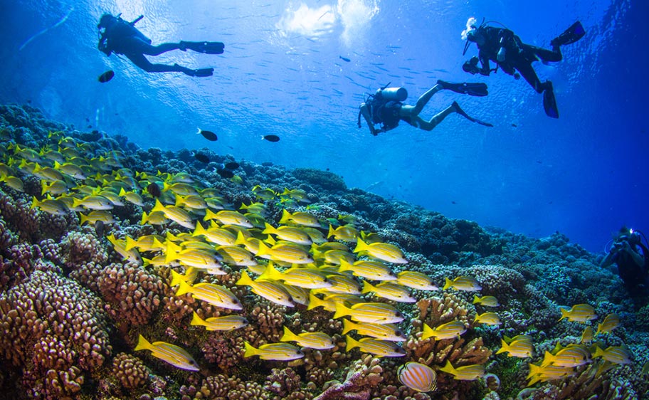 Unterwasserwelt Französisch Polynesien Tauchen Französisch Polynesien