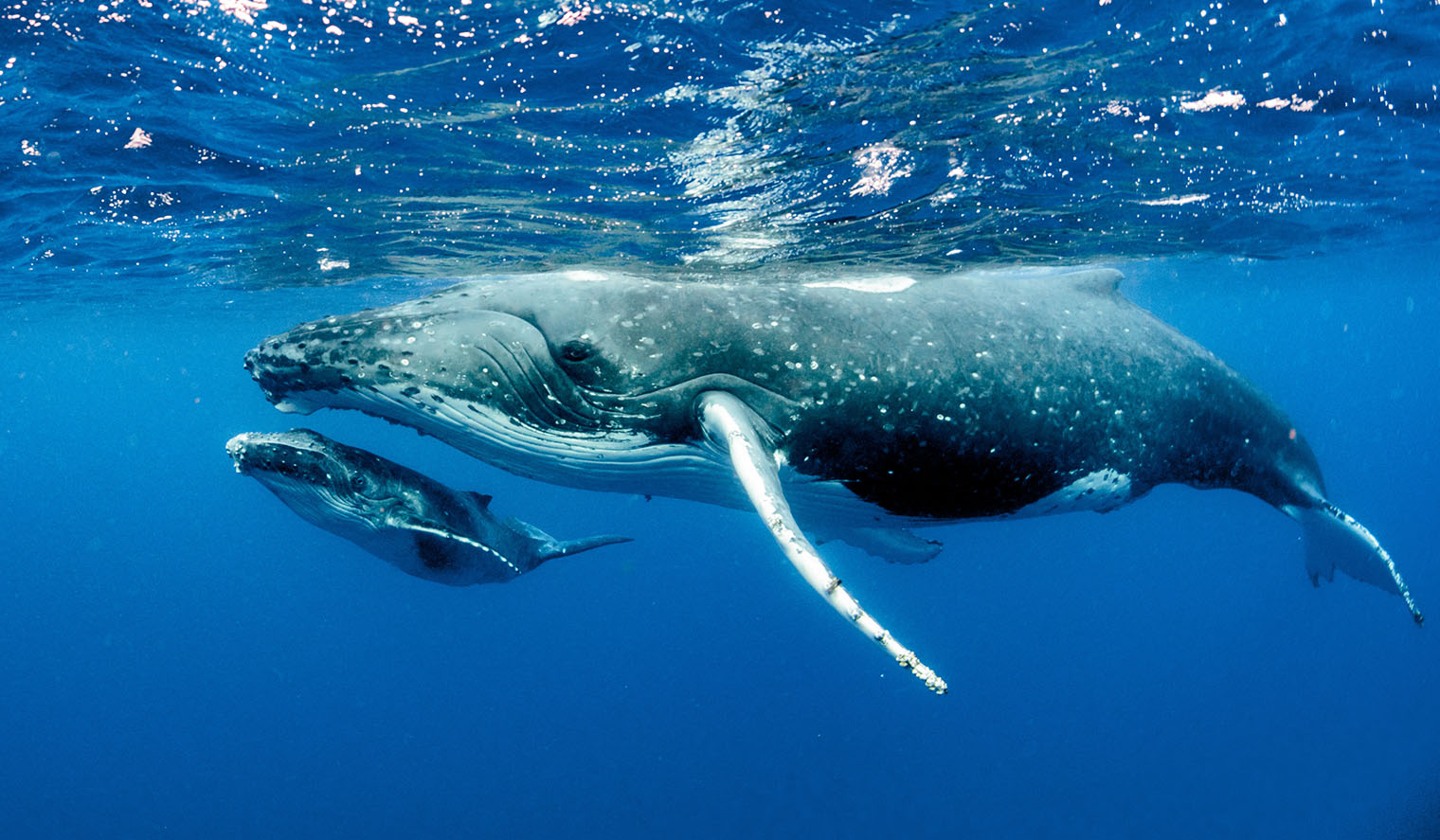 Buckelwale in Tonga beobachten