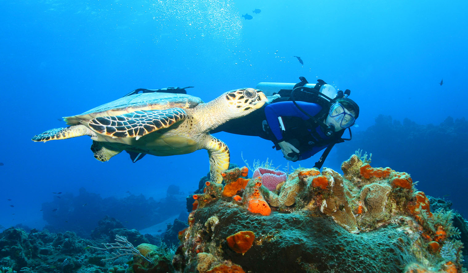Schildkröte Tauchen Fiji
