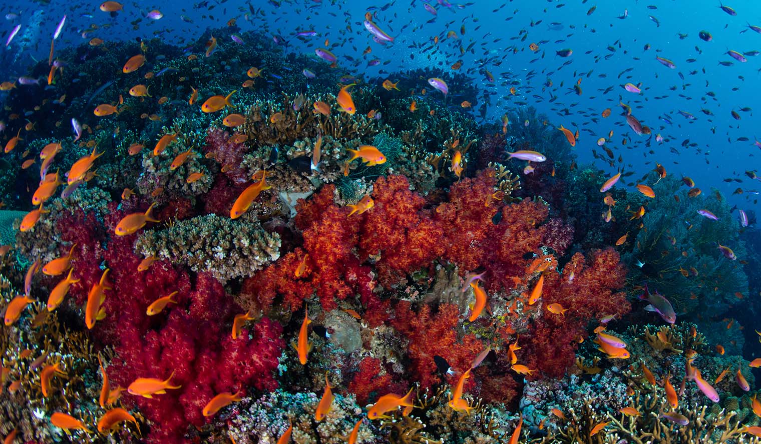 Fidschi Tauchen Fischschwarm